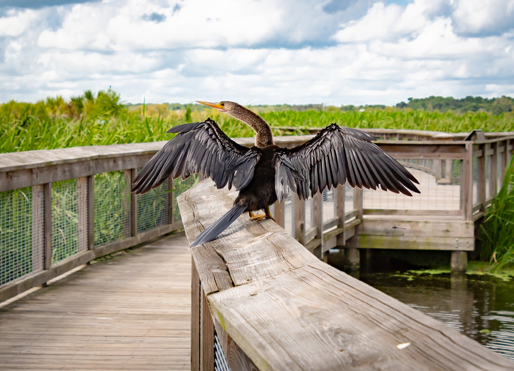 Anhinga sitting on boardwalk railing at Gainesville Wetlands in Florida
