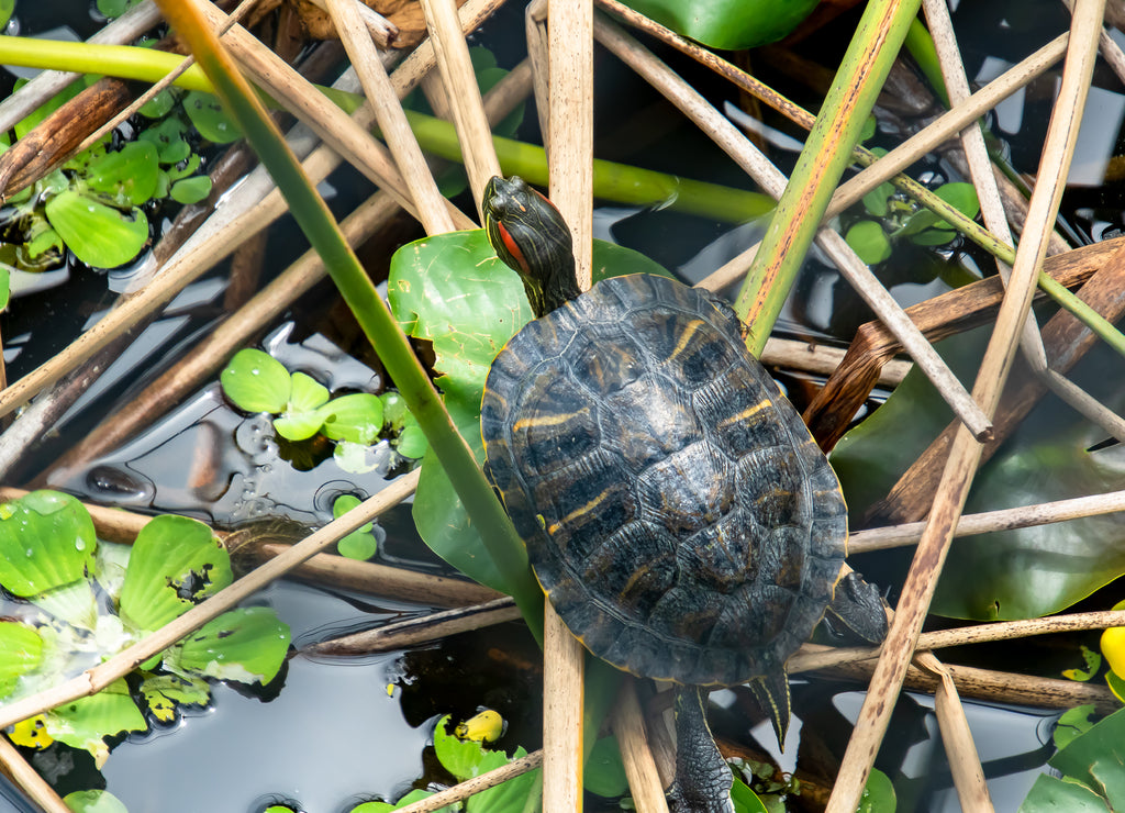 Red Slider Turtle on top of reed bed in wetland marsh in Gainesville Florida