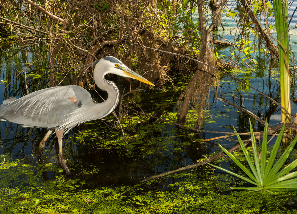 A Great Blue Heron hunting in a pond at St. Andrews State park in Panama City Beach Florida