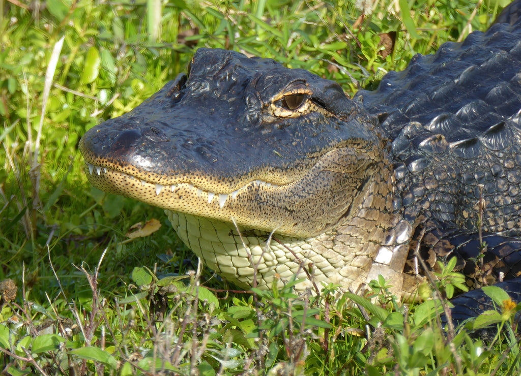 Young Gator in Viera Wetlands, Florida