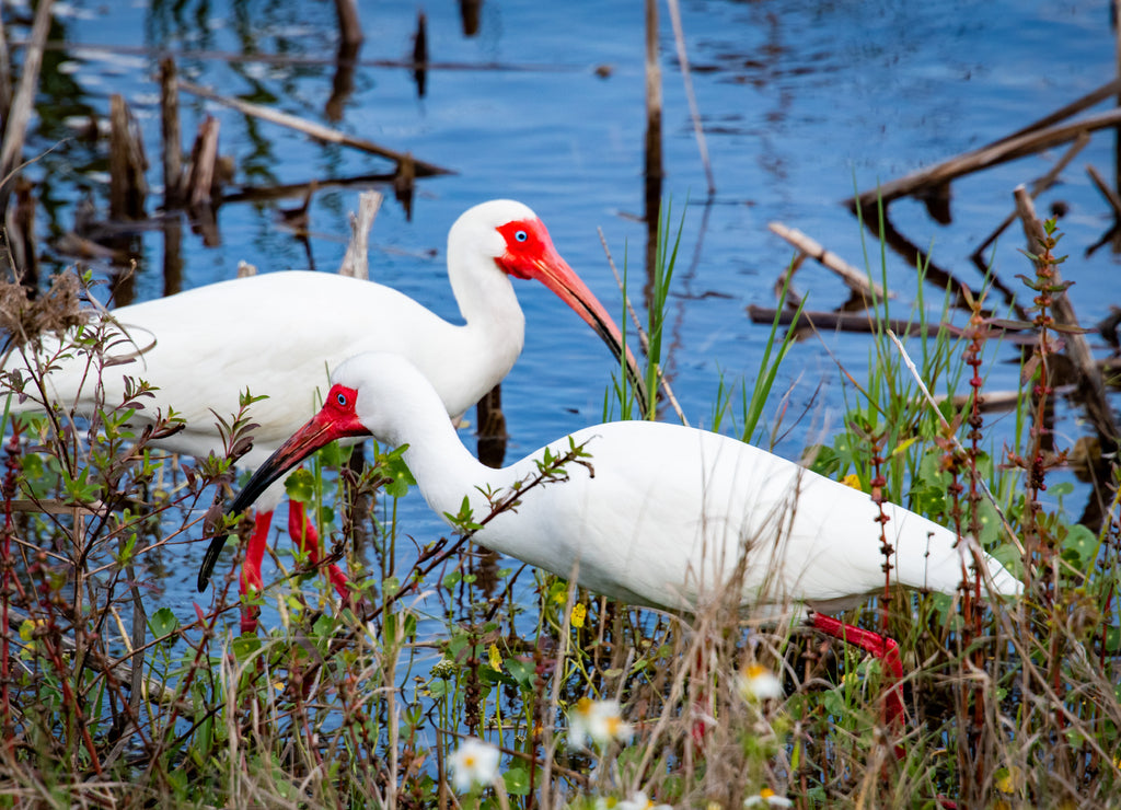 White Ibis foraging at wetland marsh in Viera Florida