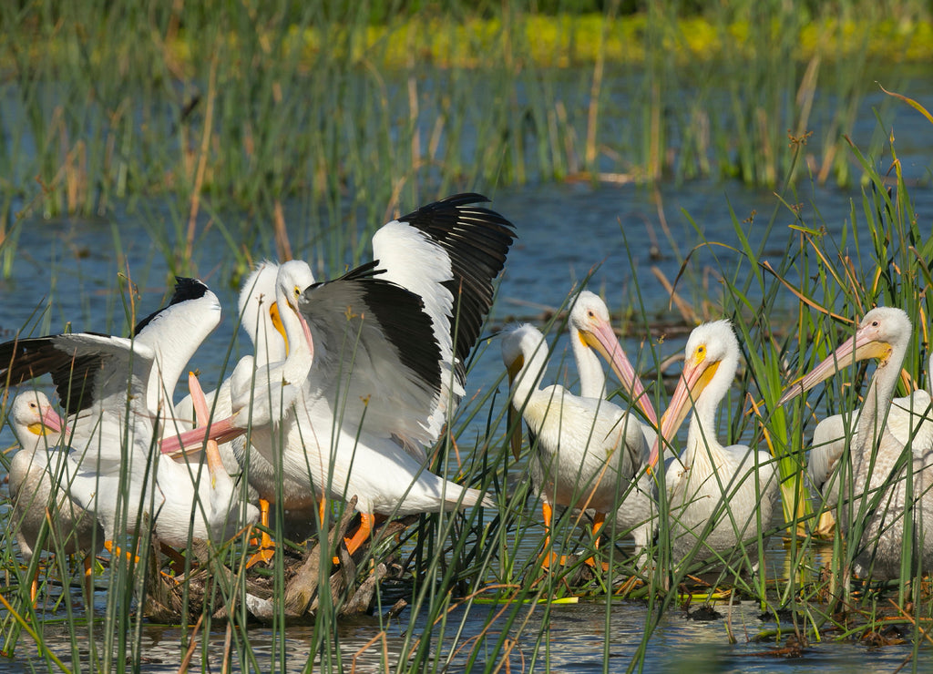 A flock of White pelicans resting and young adults showing aggression in the bulrush, Pelecanus Erythrorhynchos, Viera Wetlands Florida, USA