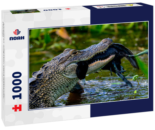 american alligator, viera wetlands, Florida