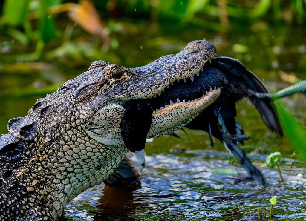 american alligator, viera wetlands, Florida