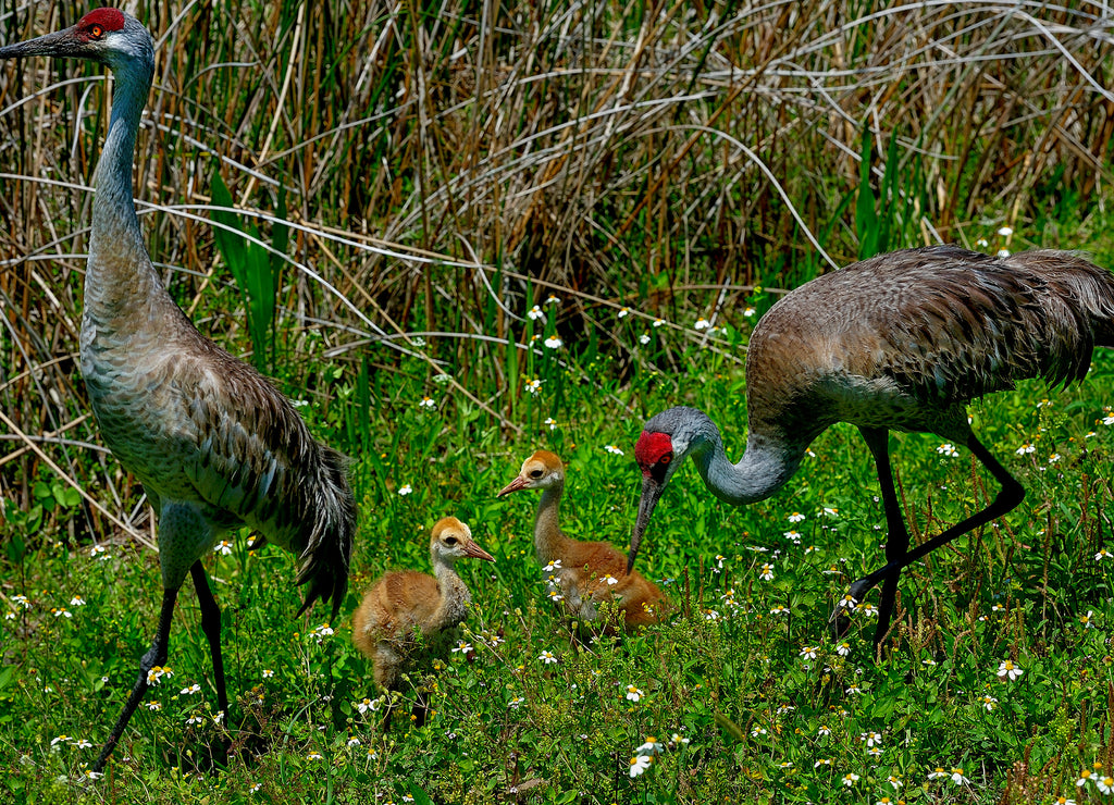 sandhill crane, viera wetlands, Florida