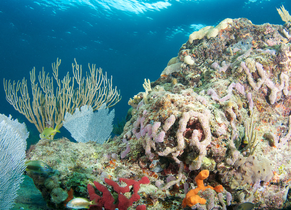 Sea Rod on a reef in Broward County, Florida