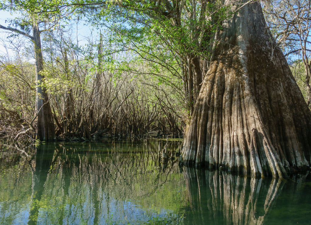 Large Cypress trees at Rock Bluff Spring on the Suwanee River, Gilchrist County florida