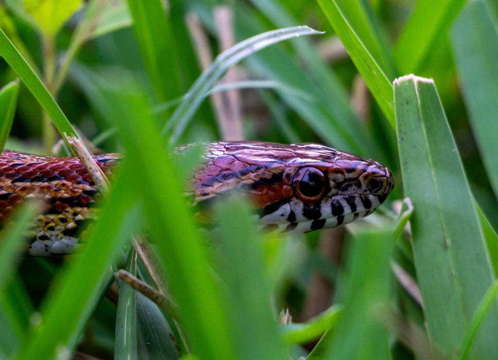 Corn Snake (Pantherophis guttatus) crawling through a backyard in Stuart, Florida, USA