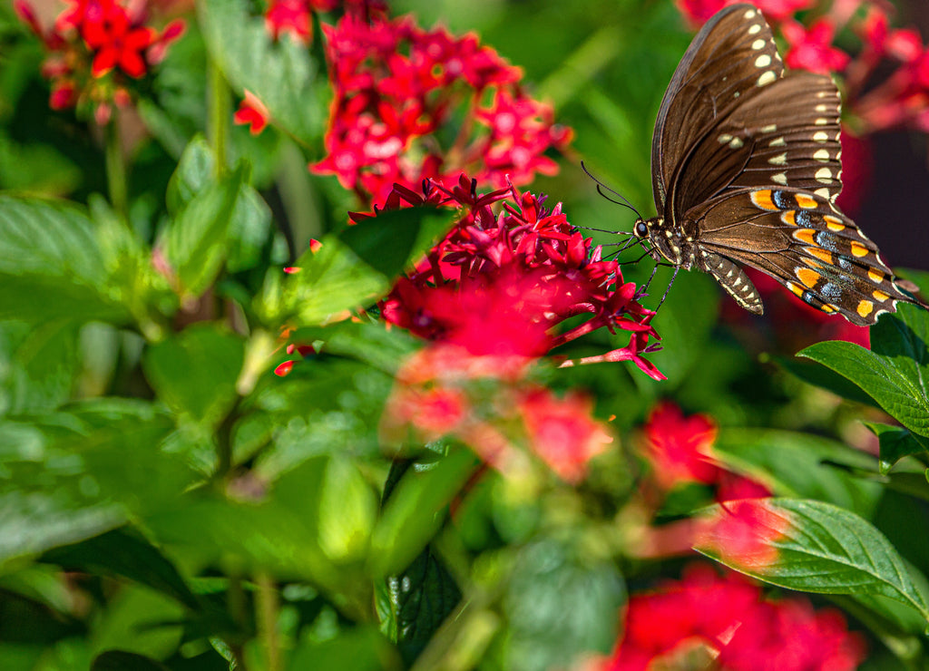 Black Swallowtail Butterfly on Red Penta Flowers, Seminole, Florida