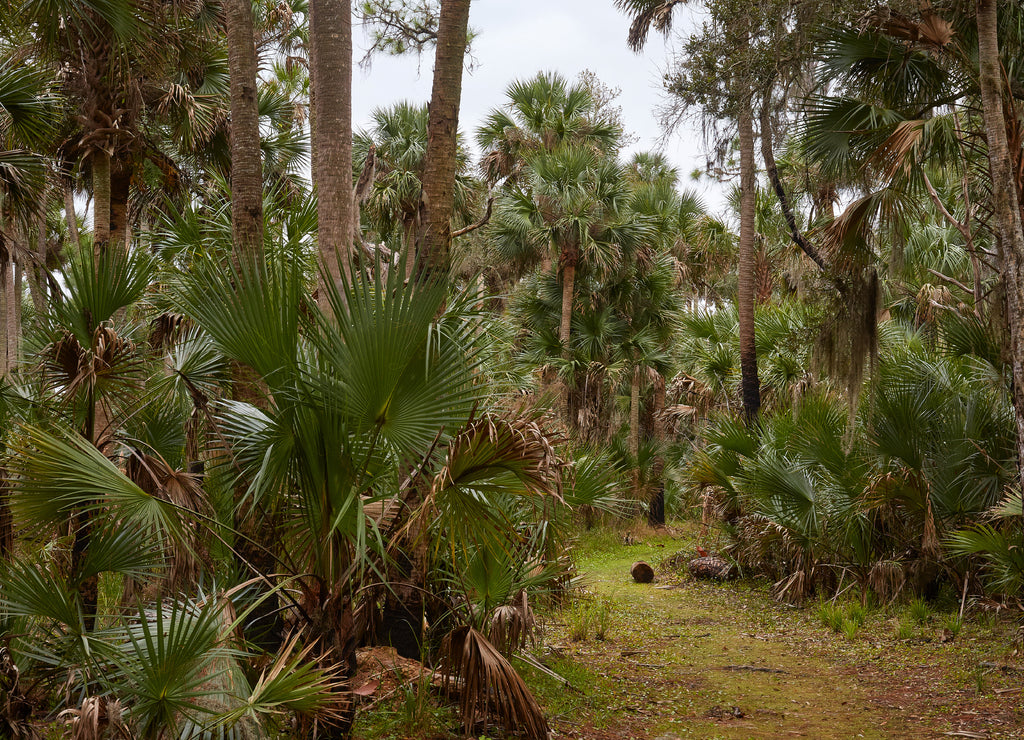 Palm hammock at Lake Woodruff National Wildlife Refuge near De Land, Florida