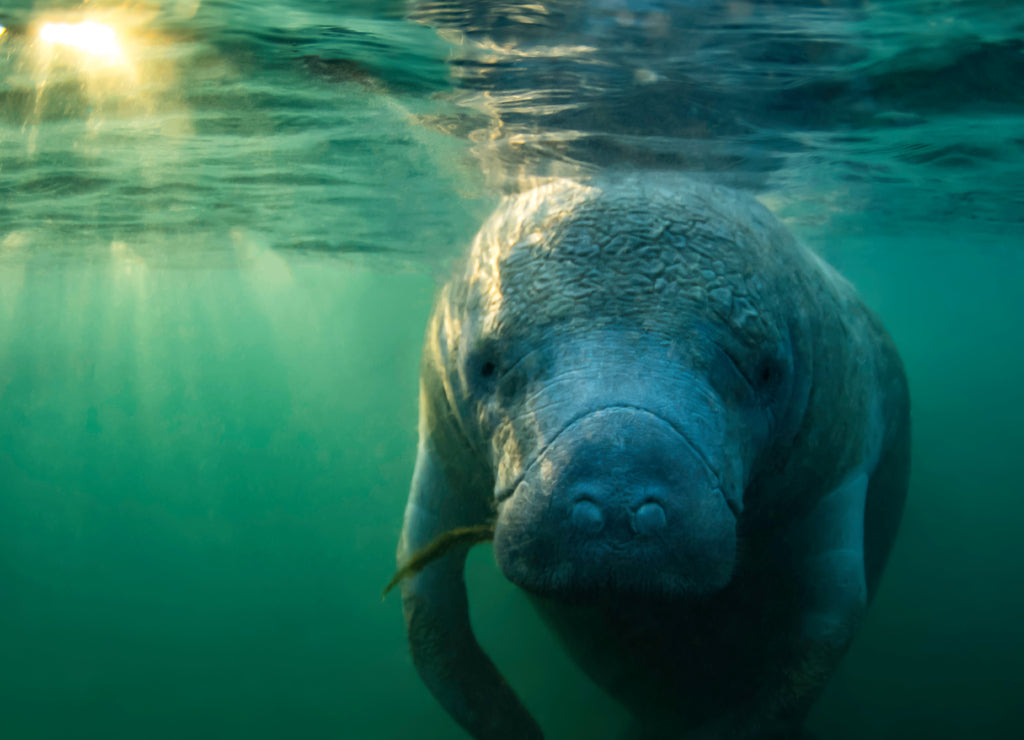 Curious West Indian Manatee enjoying the warm spring water during a cold snap in Crystal River, Florida (USA)
