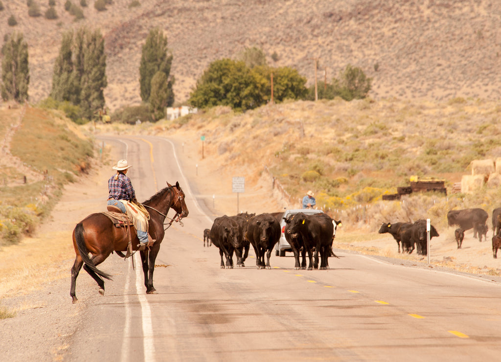Cow cattle and cowboys on Outback Scenic Byway in rural Oregon
