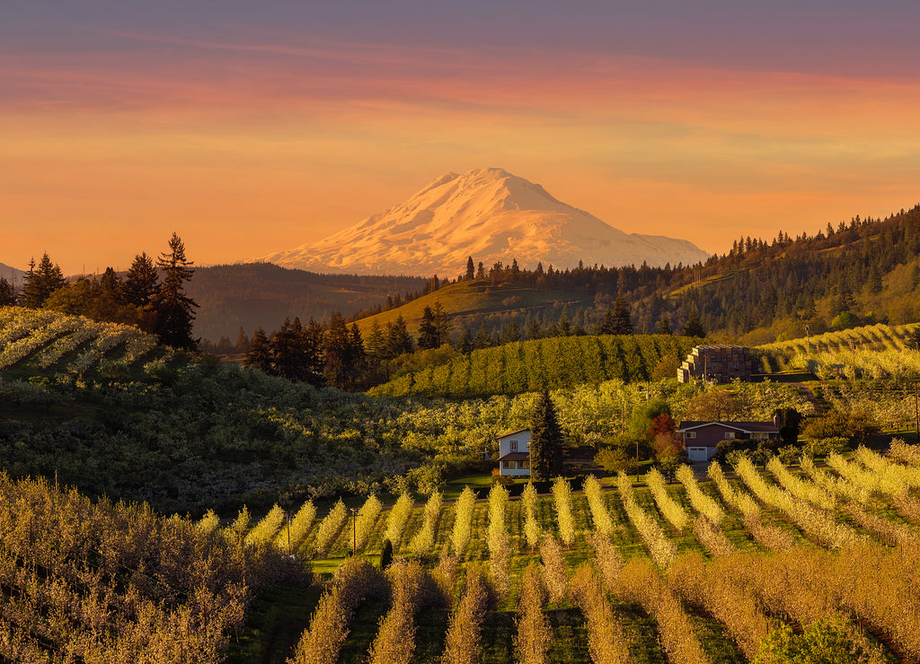 Beautiful Golden Sunset over Hood River Pear Orchard in Oregon