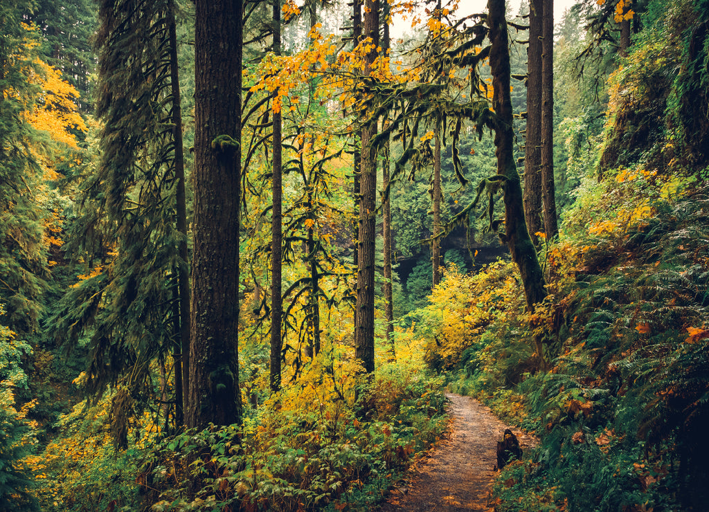 Autumn Forest, Silver Falls State Park, Oregon