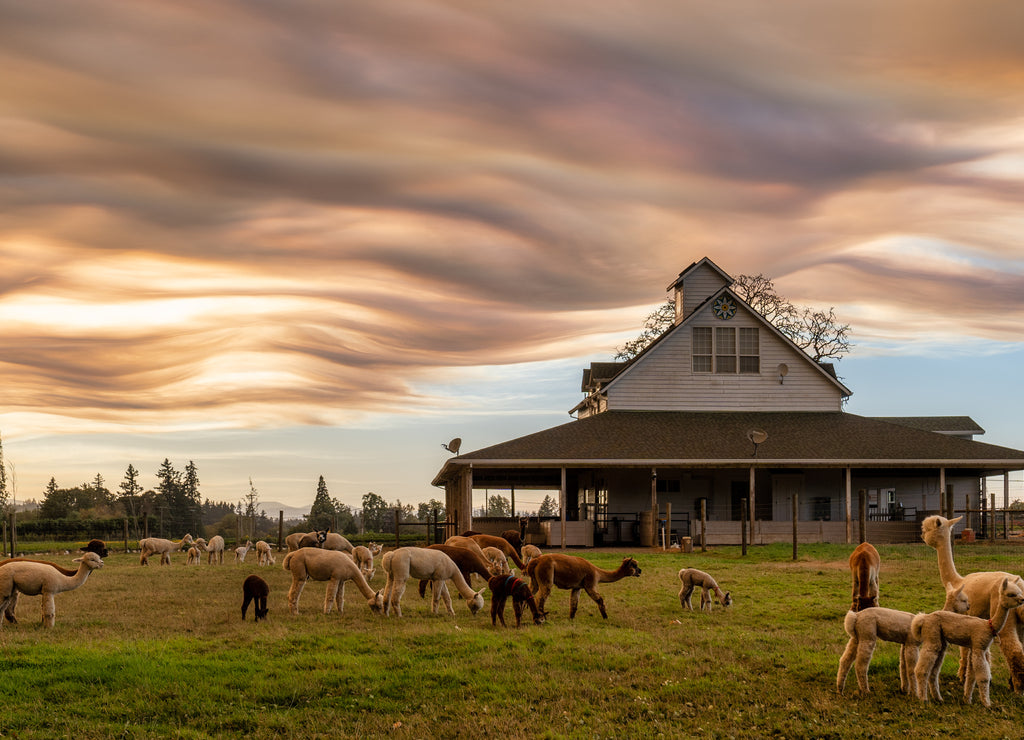 Alpacas on a farm in Oregon