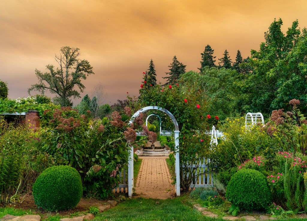 A Rose Garden in Oregon During A Wildfire