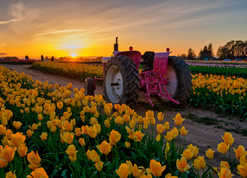 Tractor on tulip field in Oregon