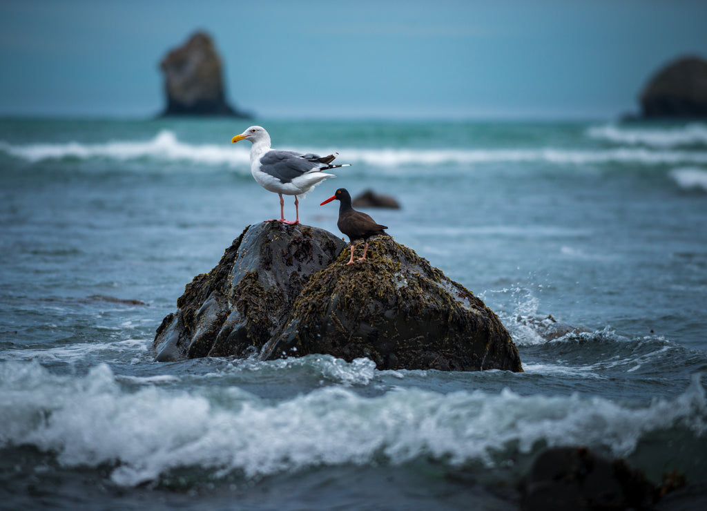 Birds of Oregon Seagull and Oystercatcher West Coast