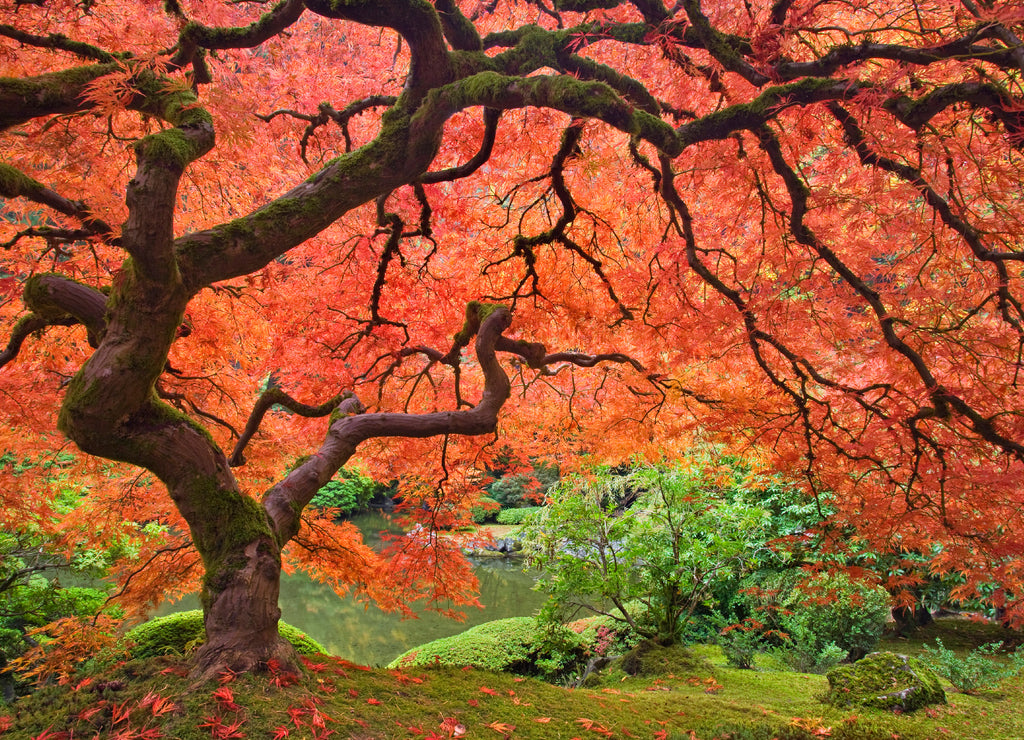 USA, Oregon, Portland. Japanese maple tree next to pond at Portland Japanese Garden