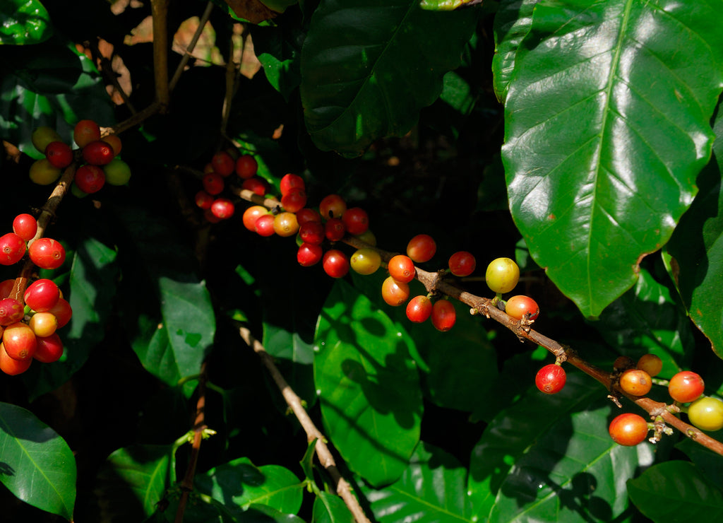 Close up of ripening red coffee beans on Molokai Hawaii