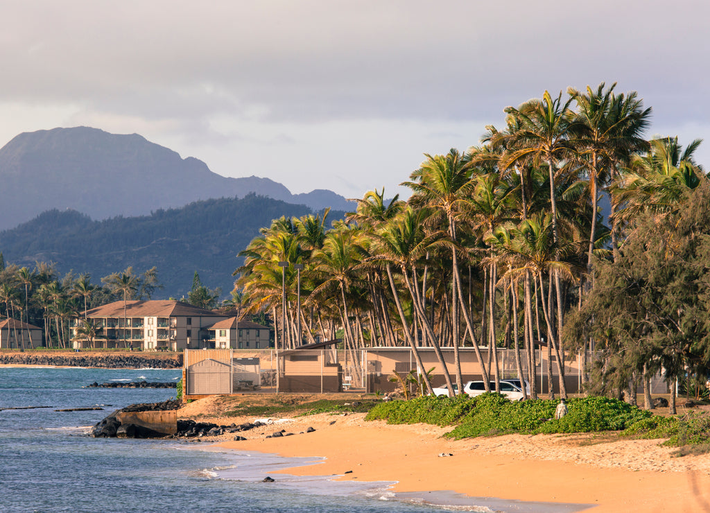 Coconut Palm tree on the sandy beach in Kapaa Hawaii, Kauai