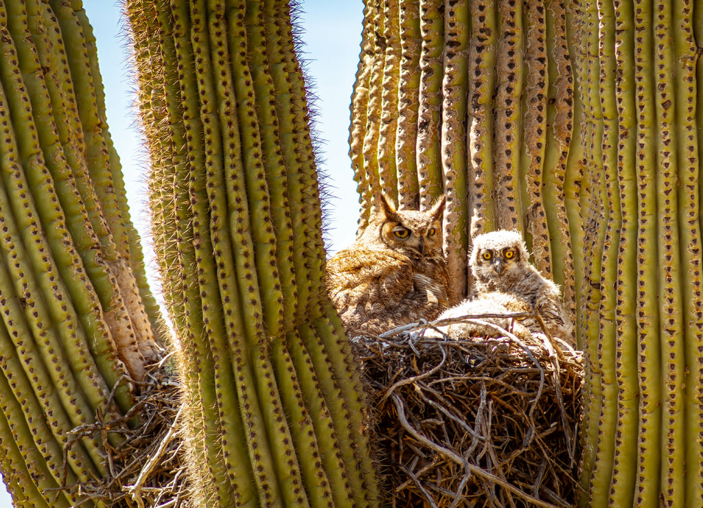 A great horned owl and her baby living in a nest in a cactus in the desert of Arizona