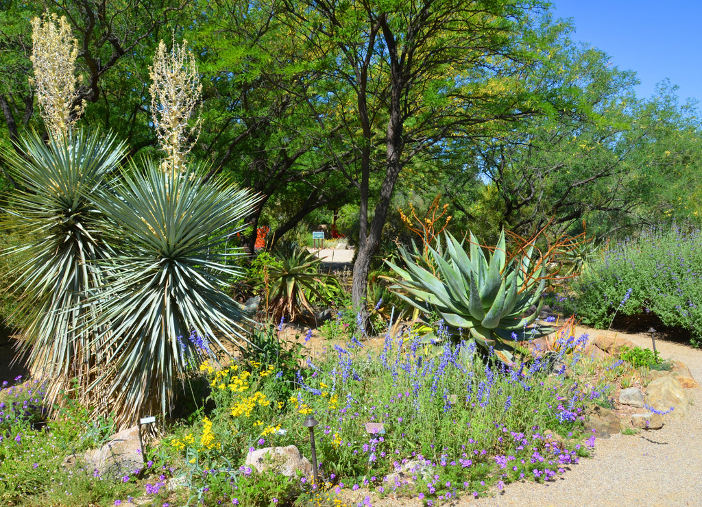 Desert plants landscape in botanical garden Phoenix Arizona USA