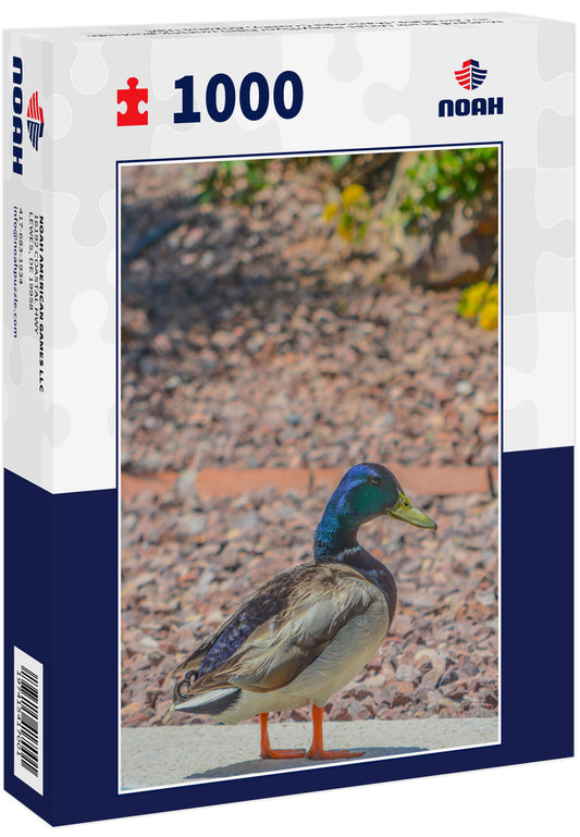 Mallard Duck (Anas Platyrhynchos) resting poolside in Glendale, Maricopa County, Arizona USA