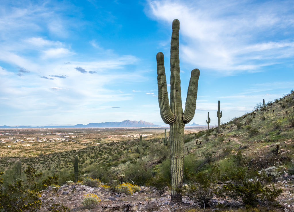 A long slender Saguaro Cactus in Casa Grande, Arizona