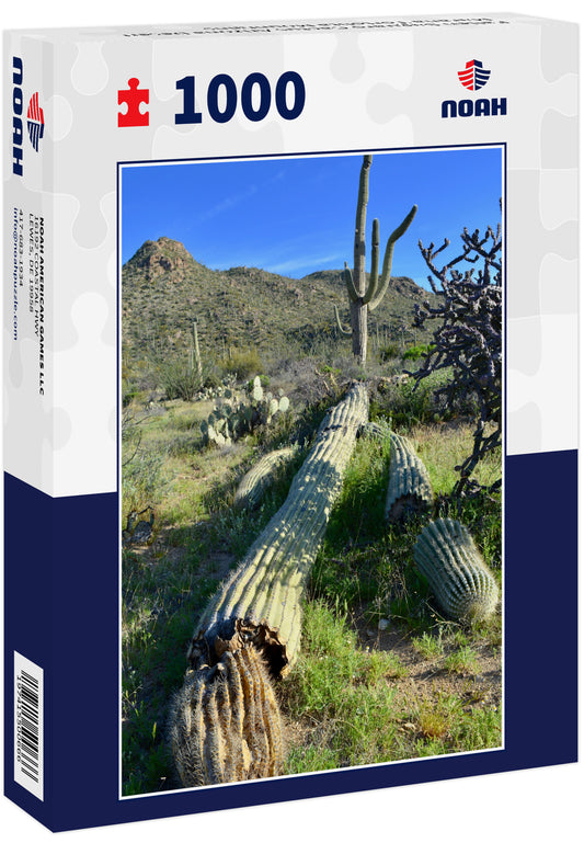 Fallen Saguaro Cactus Arizona Desert Marana Tortolita Mountains