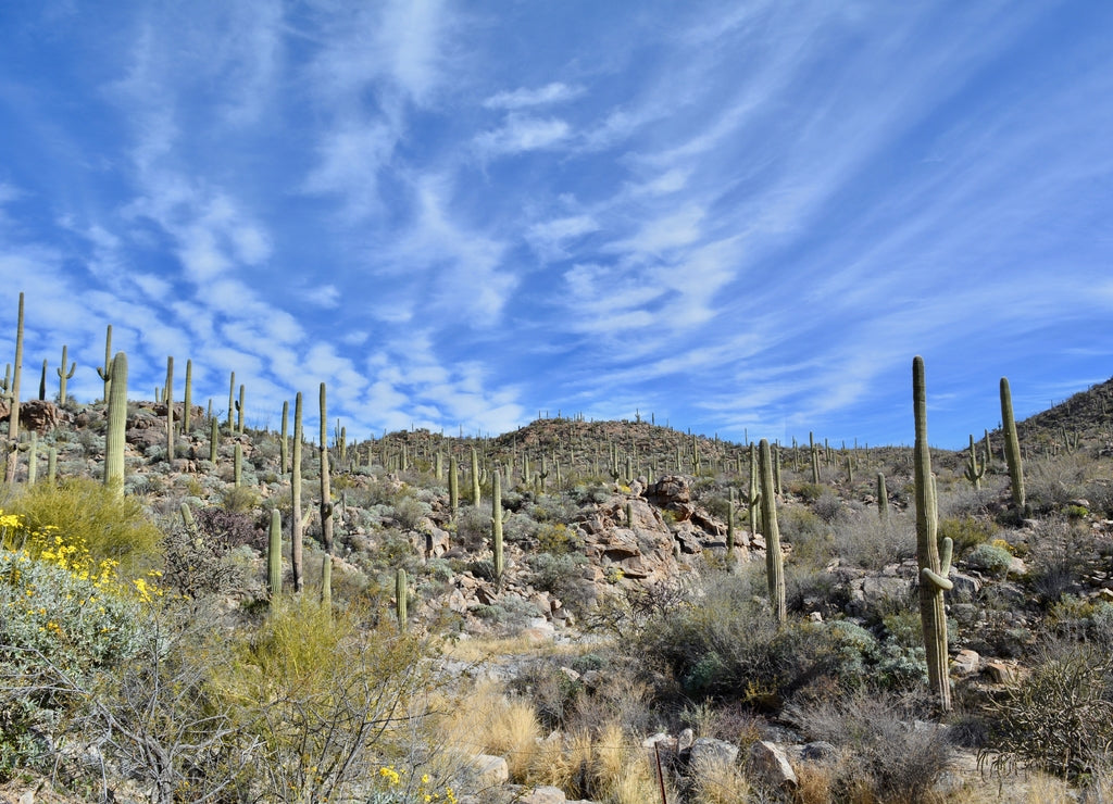 Sonoran Desert Landscape Saguaro Cactus Cacti Arizona Tucson Marana