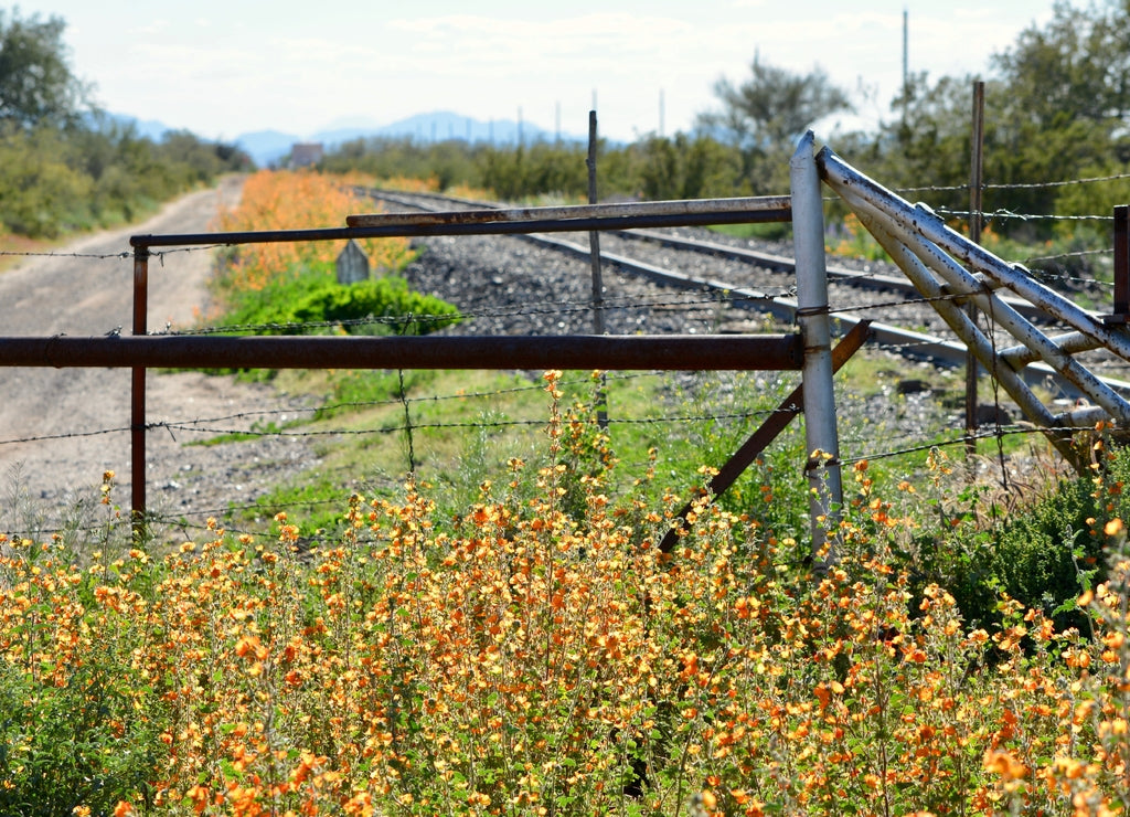 Desert Globemallow Along Railroad Near Florence, Arizona