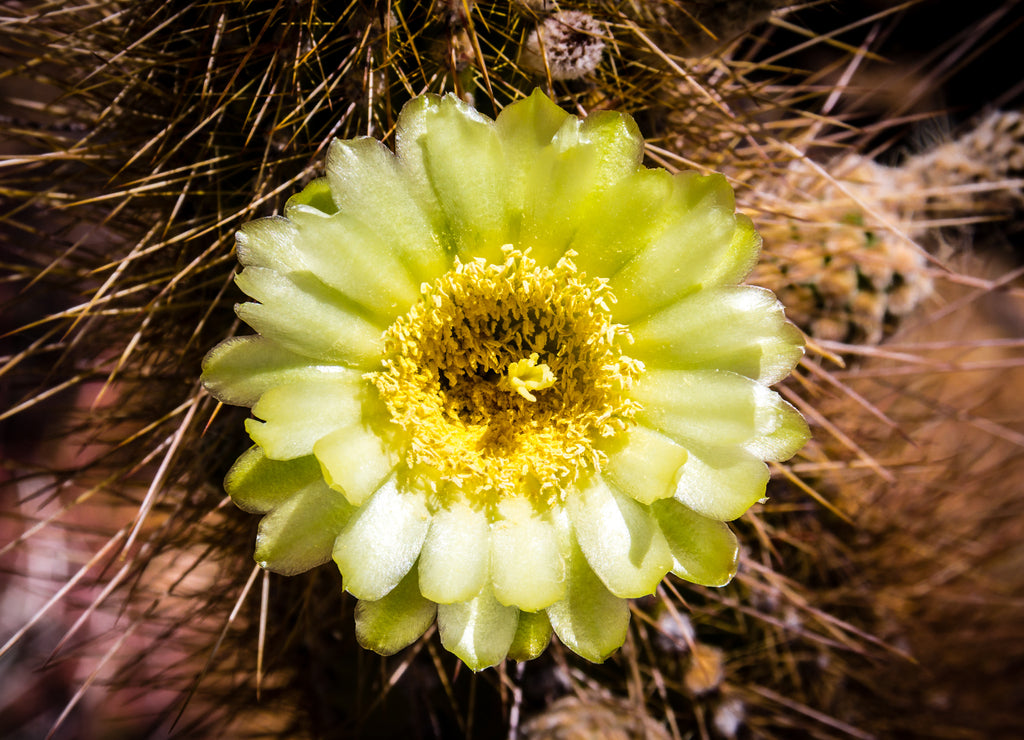 Light green flowering cactus in the springtime desert of Saguaro National Park, Tucson, Arizona