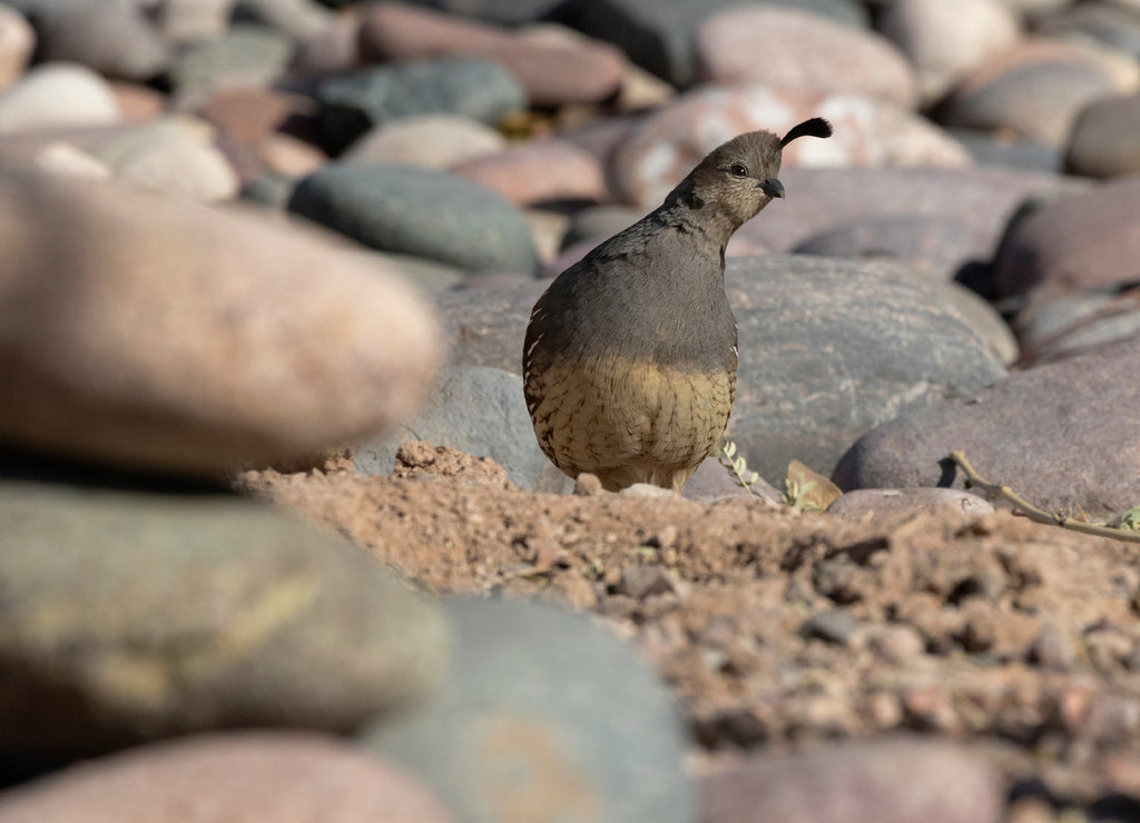 Shy, demure female Gambel’s Quail on edge of river of rocks in Tucson, Arizona, United States