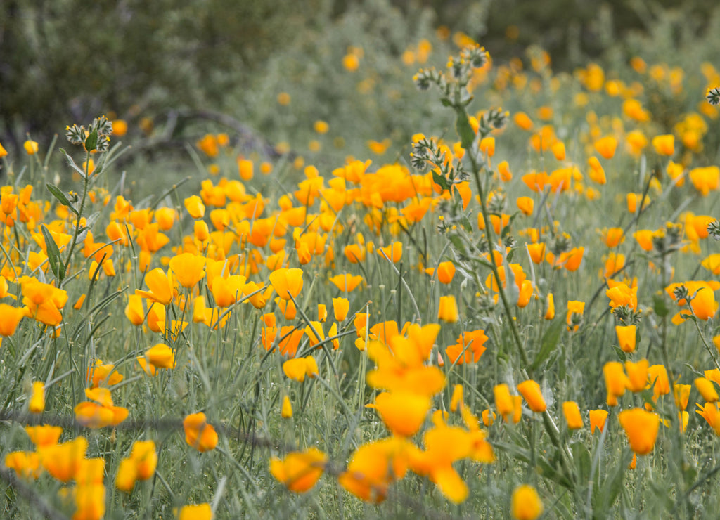 beautiful and fragrant wildflowers growing in Tucson Arizona, blooming wild flowers