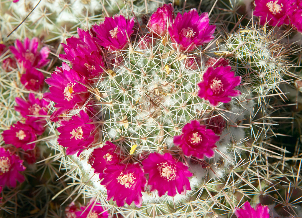Cactus in bloom in spring, Saguaro National Park West, Tucson, Arizona