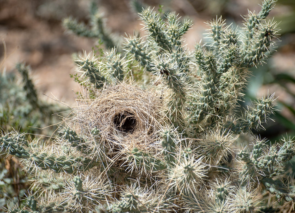Bird nest in a cactus. Tucson Arizona