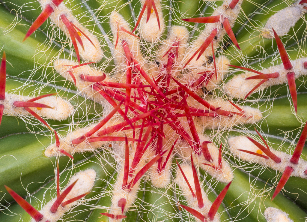 USA, Arizona, Tucson. Close-up of cactus and thorns