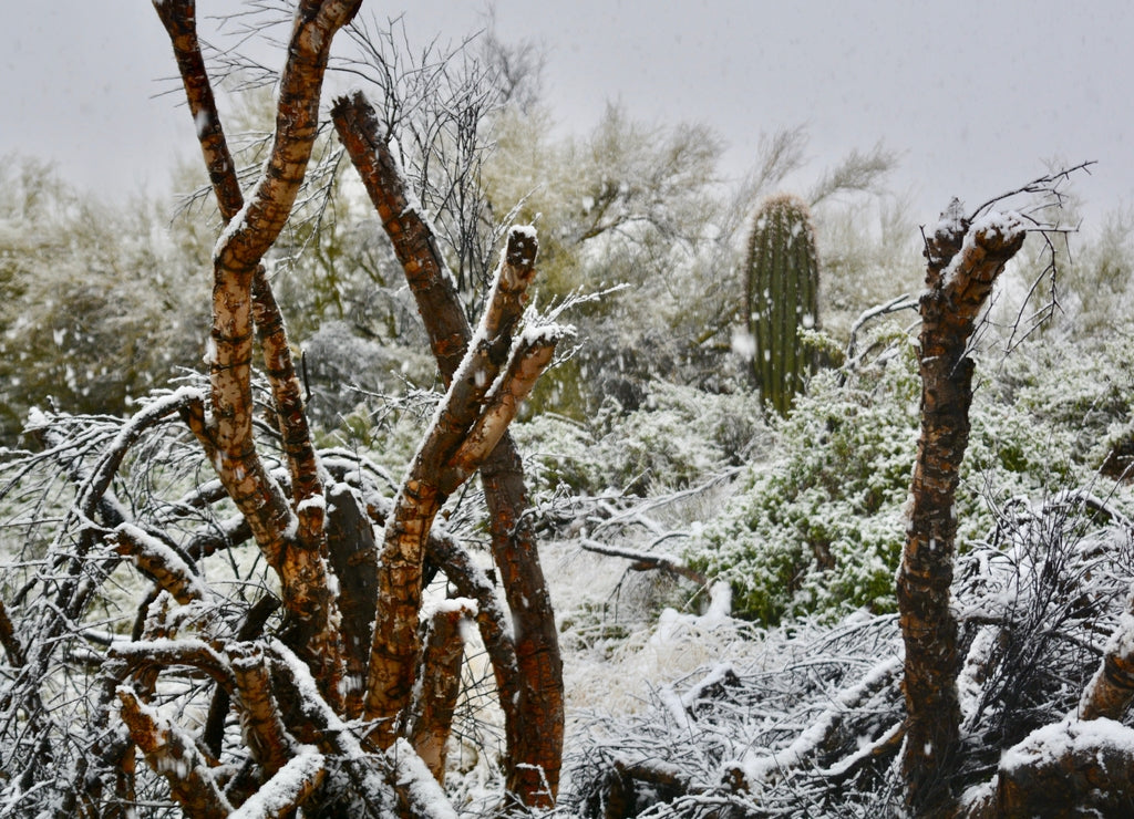 Snow in Saguaro National Park Tucson Arizona Rare Unusual