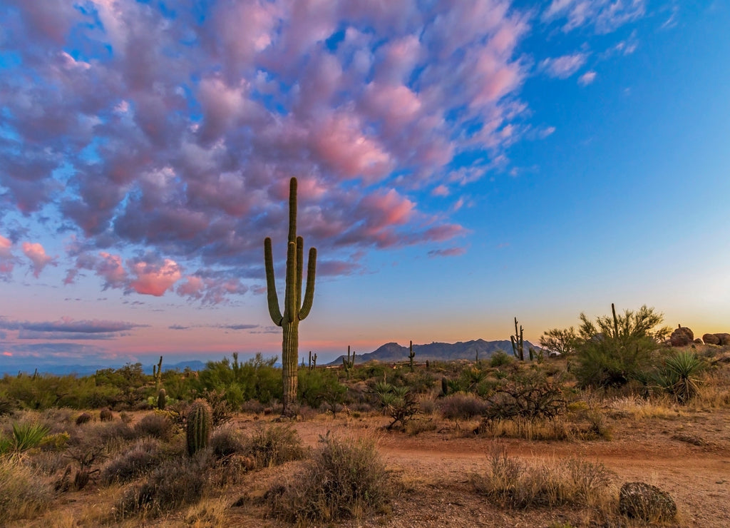 Cactus with Sunset Skies in Scottsdale, Arizona