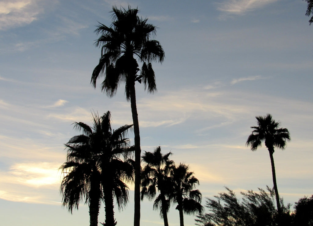 View of silhouettes of palm trees at sunset in Scottsdale, Arizona
