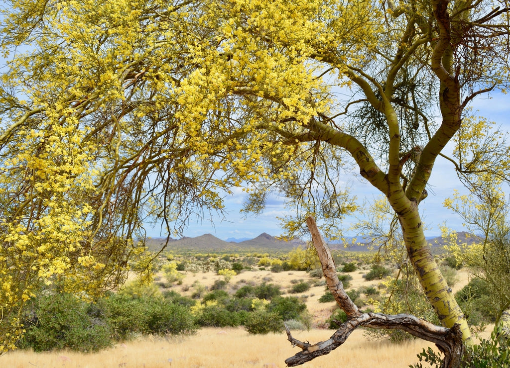 Lost Dutchman State Park Mesa Arizona Palo Verde