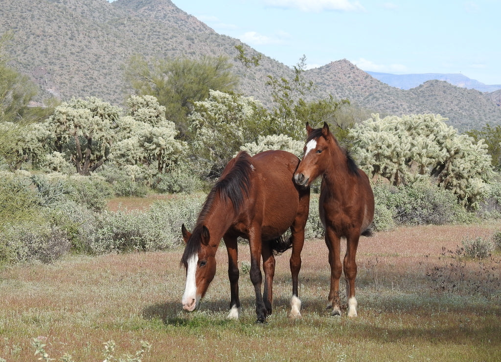 Wild horses that live in the Sonoran Desert, along the Salt River in Mesa, Arizona. These beautiful animals are the soul of the desert southwes