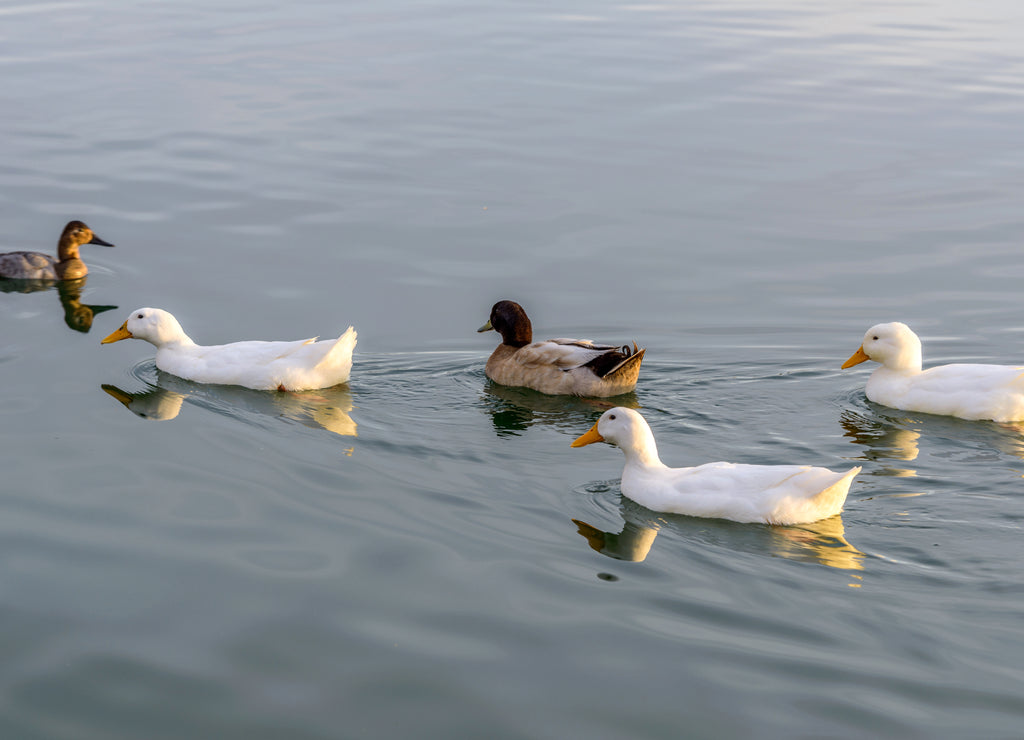 White Ducks - A group of white American Pekin ducks swimming on a lake in an evening of January. Veterans Oasis Lake, Chandler, Arizona, USA