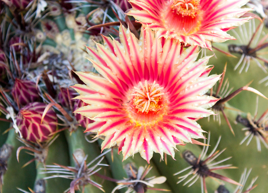 A blooming Barrel Cactus Flower, Tempe Arizona