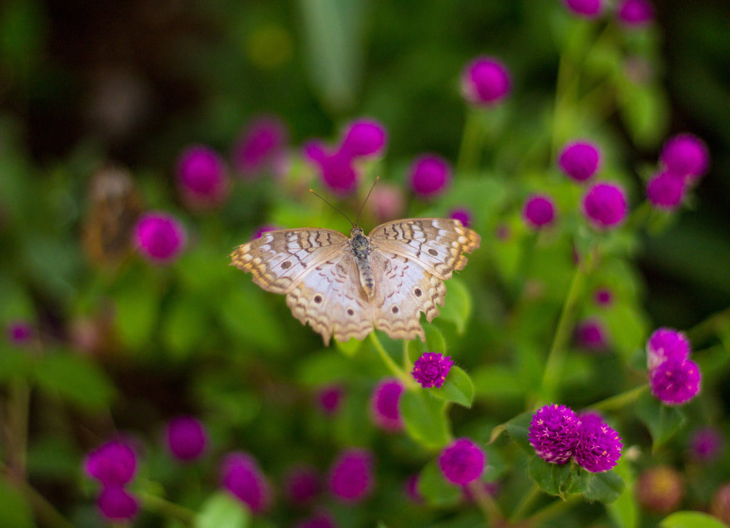 A White Peacock butterfly on a flower, Tempe Arizona