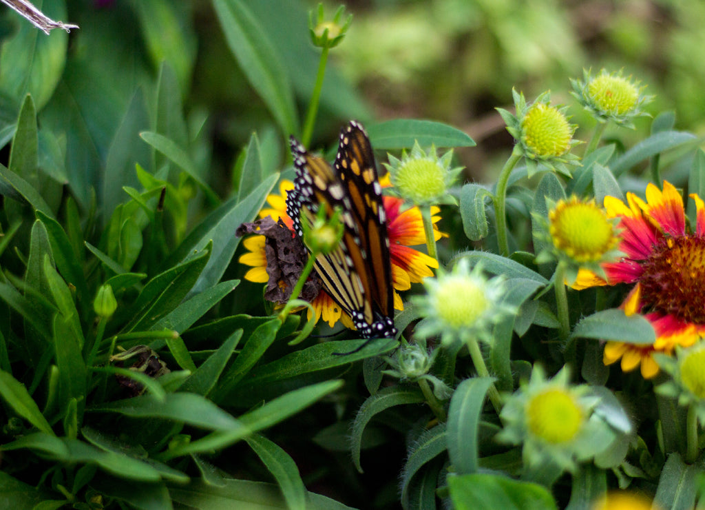 A Monarch butterfly in Tempe Arizona