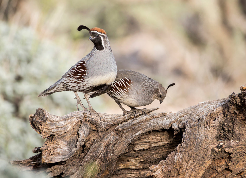 USA, Arizona, Buckeye. Male and female Gambel's quail on log
