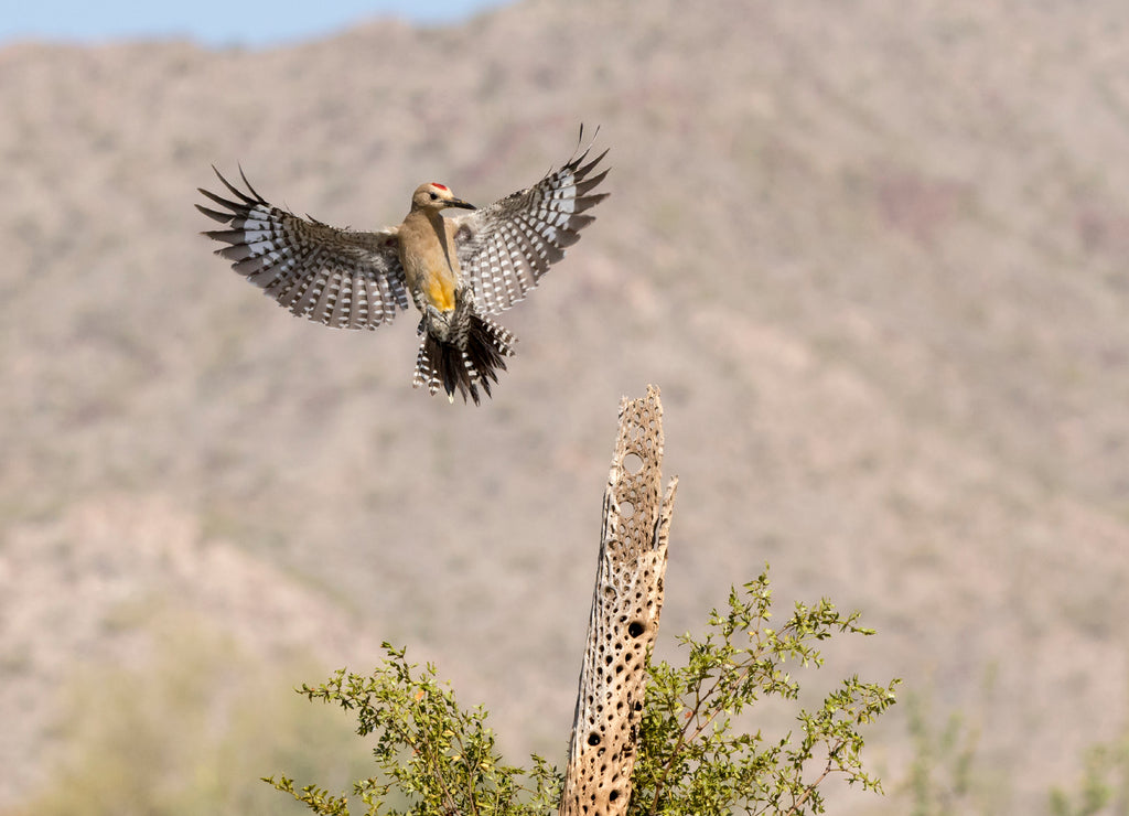 USA, Arizona, Buckeye. Male gila woodpecker landing on cholla skeleton