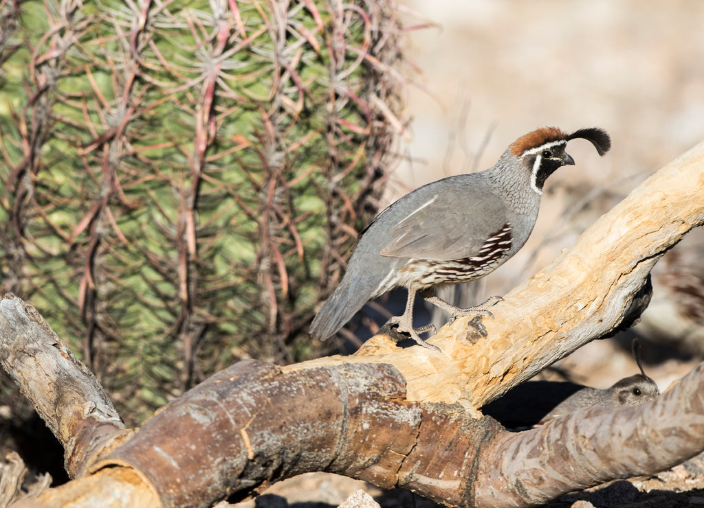 USA, Arizona, Buckeye. Male gambel's quail on a log
